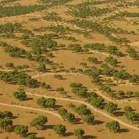 Dehesa