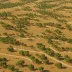 Dehesa