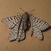 Dark dagger moth