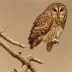 Desert Tawny Owl