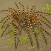 Dolomedes plantarius (Great Raft Spider)