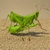 Devastating Grasshopper