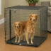 Diggs Gro Standard Dog Crate