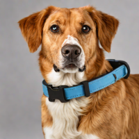 Dexas Papyrus Collar