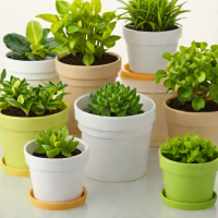 Dollar Tree Plastic Pots