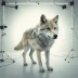 Eco - Wolves