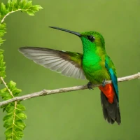 Emerald-bellied Woodnymph