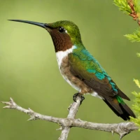 Esmeraldas Woodstar