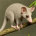 Emilia's Short-tailed Opossum