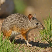 Eastern Barred Bandicoot