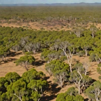 Einasleigh Uplands Savanna
