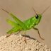 Eyprepocnemis plorans