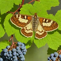 European grapevine moth