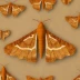 Early thorn moth