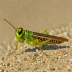 Egyptian Grasshopper (Anacridium aegyptium)
