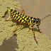 Eastern Lubber Grasshopper (Romalea microptera)