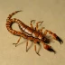 Euscorpius flavicaudis
