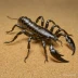 Euscorpius italicus