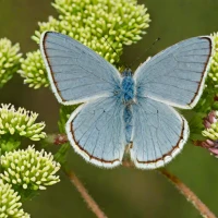 Eastern Tailed-Blue