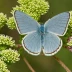 Eastern Tailed-Blue
