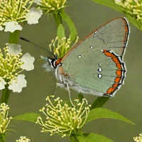 Edwards' Hairstreak