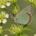 Edwards' Hairstreak