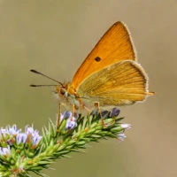 Essex Skipper