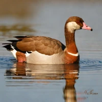 Egyptian Goose