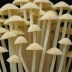 Enoki