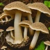 Elm Oyster