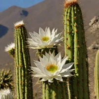 Echinopsis terscheckii (Cardón Grande)