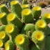 Eriosyce aurata (Golden Snowball)
