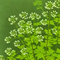 Early Meadow Rue
