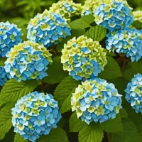 Endless Summer Hydrangea