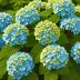 Endless Summer Hydrangea