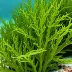 Ecklonia radiata