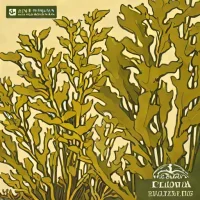 Ecklonia cava
