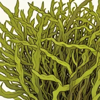Ecklonia stolonifera