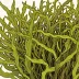 Ecklonia stolonifera