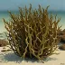 Eisenia arborea