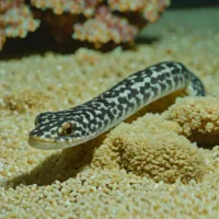 Eastern speckled worm eel