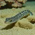 Eastern speckled worm eel