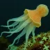 Eucleoteuthis luminosa