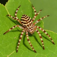 European Garden Spider (Araneus diadematus)