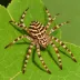 European Garden Spider (Araneus diadematus)
