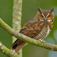 Enggano Scops-Owl