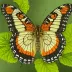 Eighty-eight Butterfly