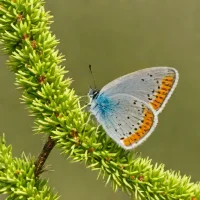 Eastern Pygmy-Blue