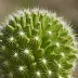Escobaria dasyacantha (Spiny Pincushion)