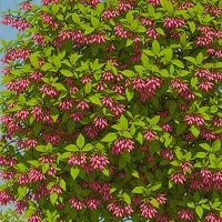 Enkianthus campanulatus
